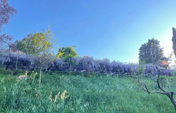 Il glicine fiorito di Villa Bardini - foto Blue Lama